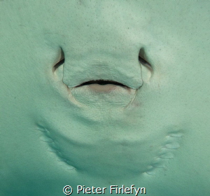 Ray mouth by Pieter Firlefyn 